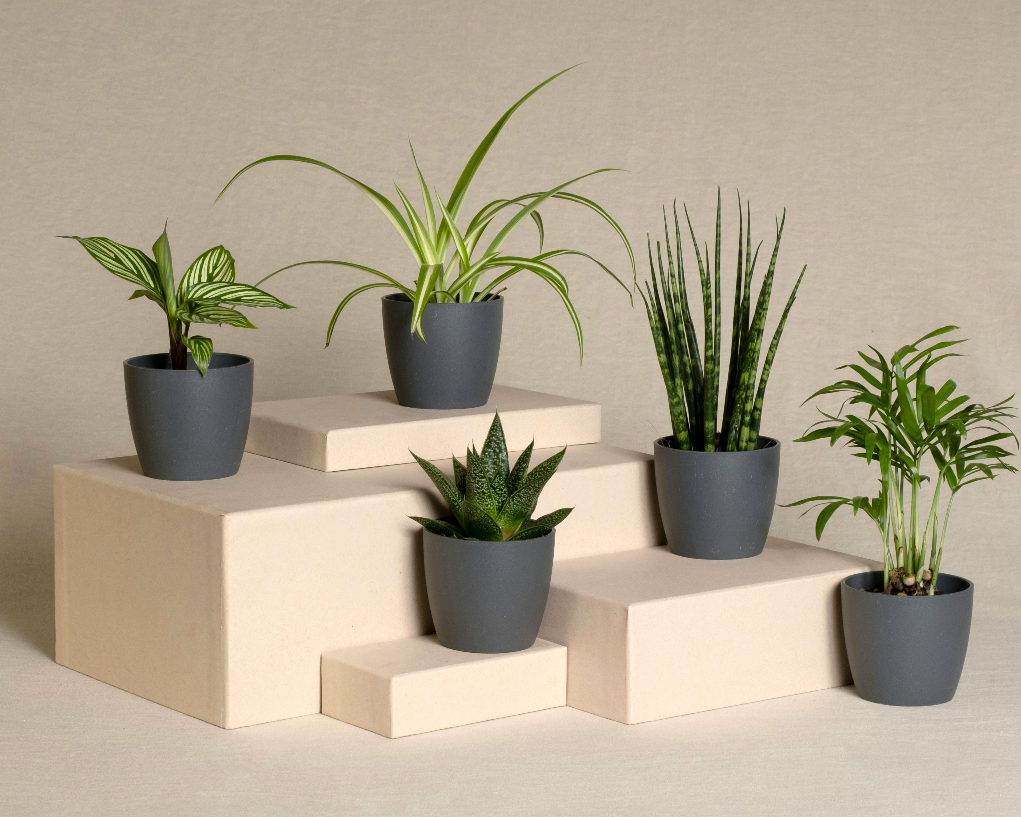 Cinq petites plantes dans des pots gris foncé placés sur des blocs beiges empilés, mettant en valeur différents feuillages verts, le tout sur un fond neutre.
