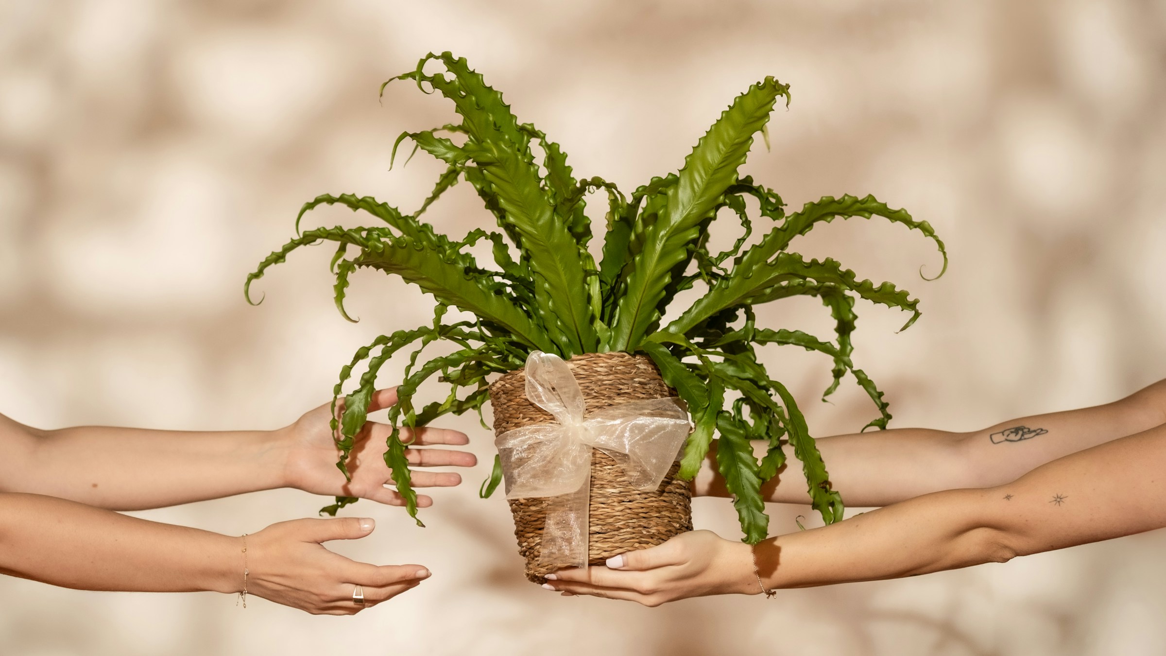 Les mains d'une personne tendent à une autre personne une fougère verte dans un panier tressé avec un nœud décoratif, le tout sur un fond beige avec des ombres douces.