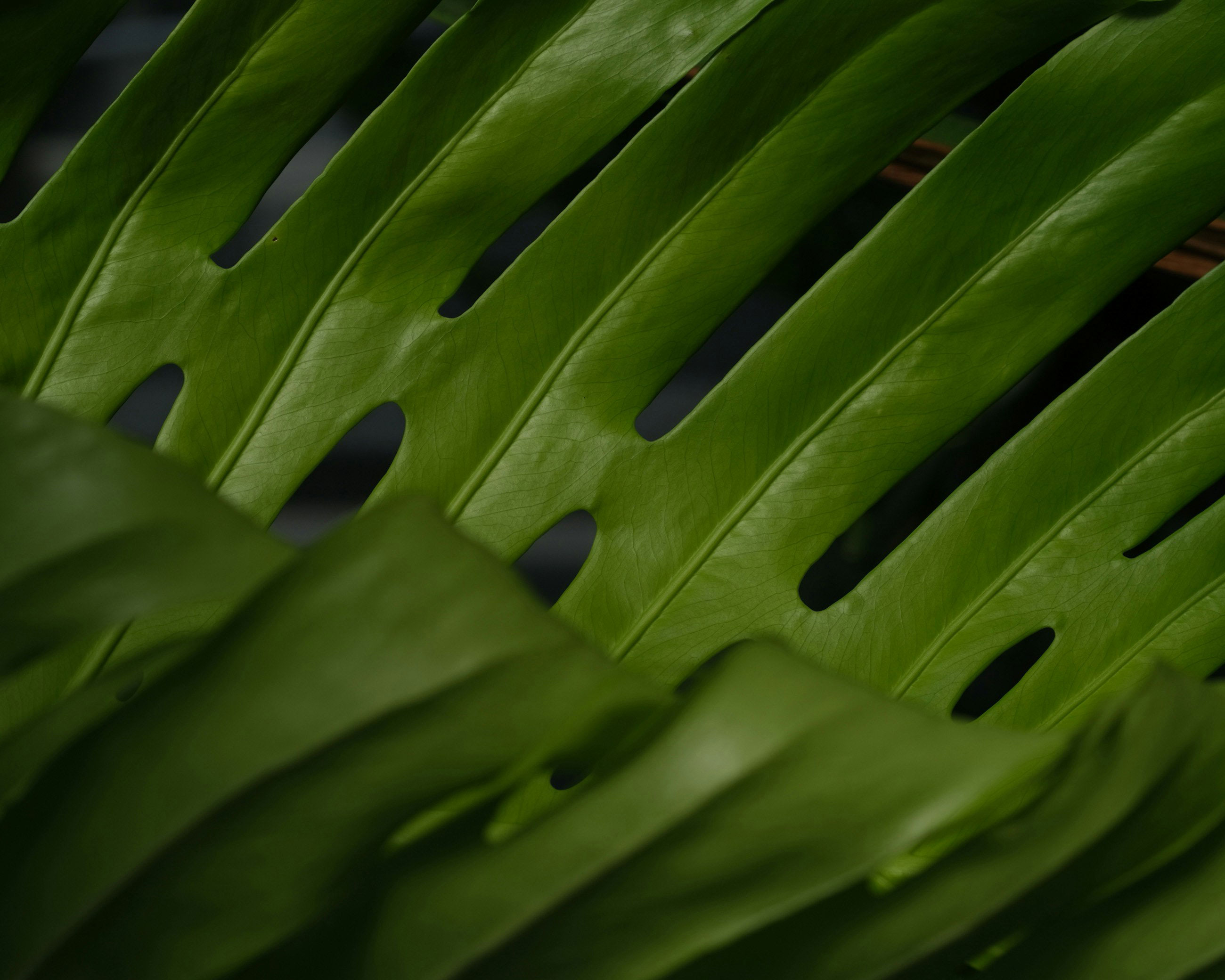 Gros plan sur une feuille d’un vert éclatant avec des perforations, qui met en valeur sa texture lisse et ses détails naturels.